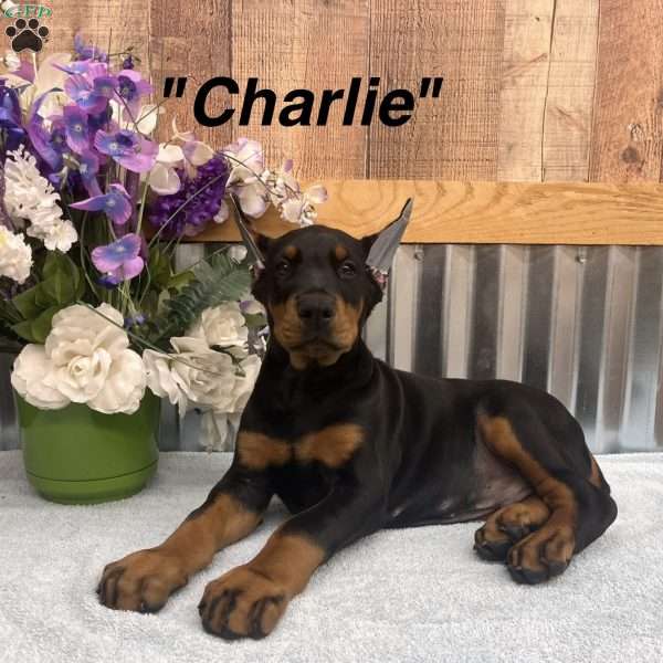 Charlie, Doberman Pinscher Puppy